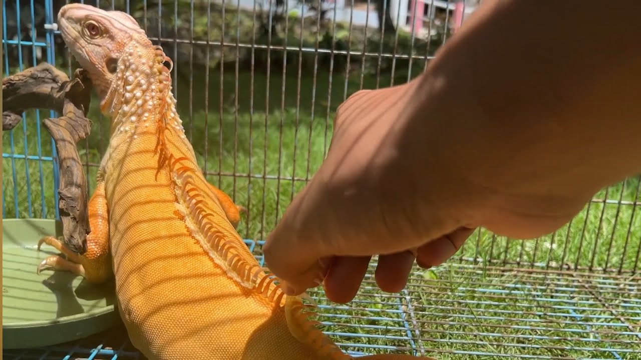 Bantu lepas kulit Shedding iguana |ASMR suara alam