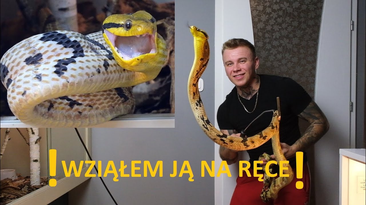 JADOWITY, WIELKI i WŚCIEKŁY - obsługa jadowitego węża