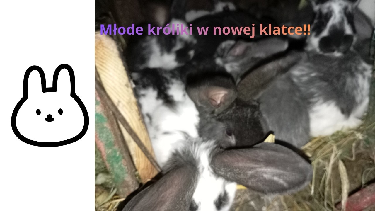 Oddzielanie młodych króliczków od ich mam🐰🙂