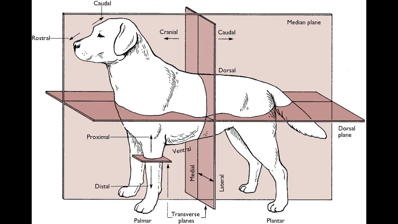 01. General Veterinary Anatomy (directional terms & anatomical planes)