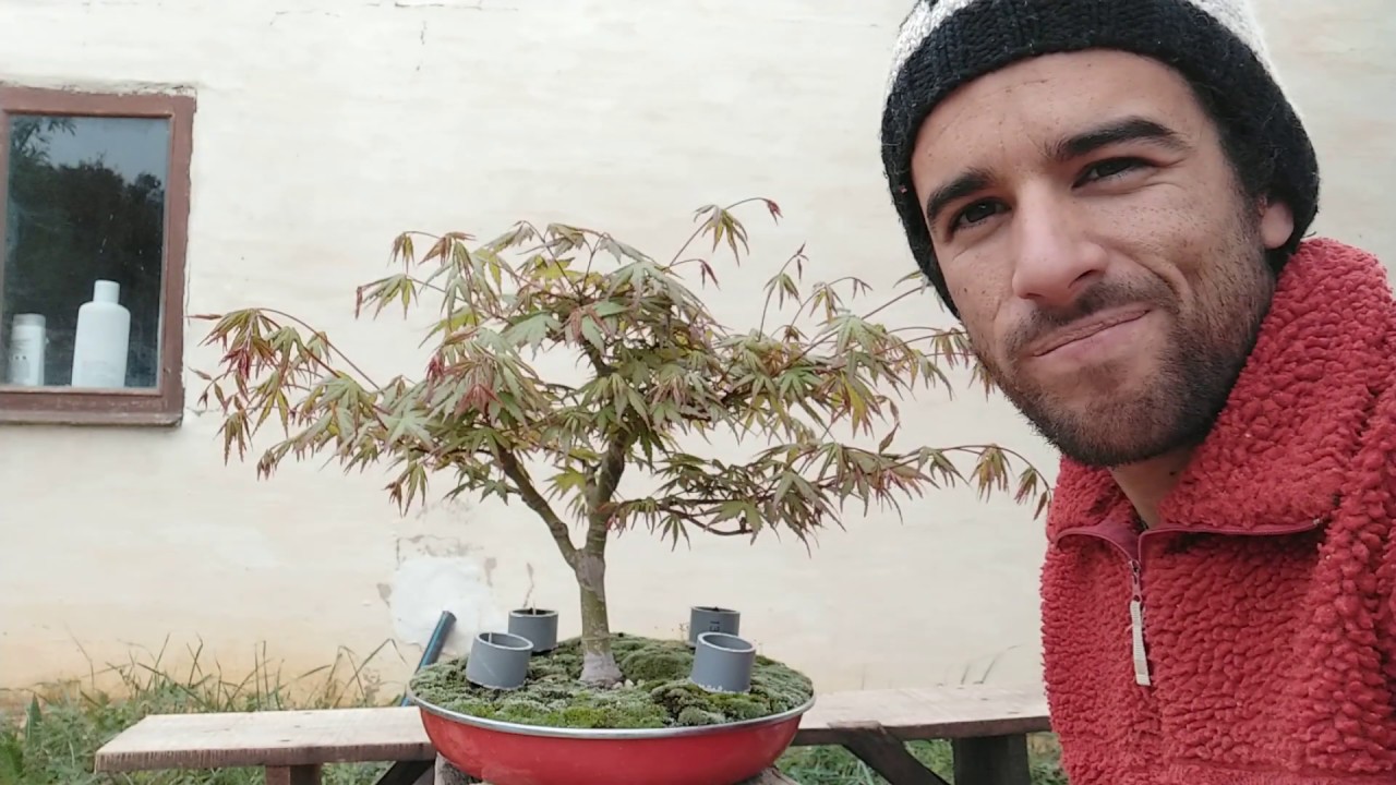 Acer palmatum estilo rama doble tronco, sokan eda