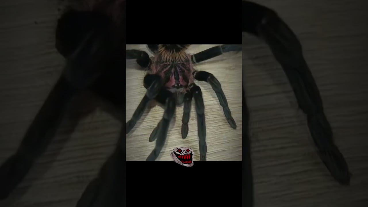#tarantulalove #tarantula #tarantulas #spider #terraria #xenesthisimmanis #facemask #facemegaming