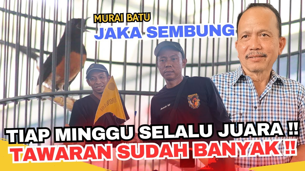 SETIAP LOMBA SELALU JUARA !! TAWARAN MURAI JAKA SEMBUNG SUDAH BANYAK BANGET