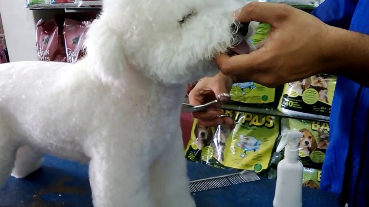 TOSA EM POODLE (GROOMER THIAGO GUIMARÃES)