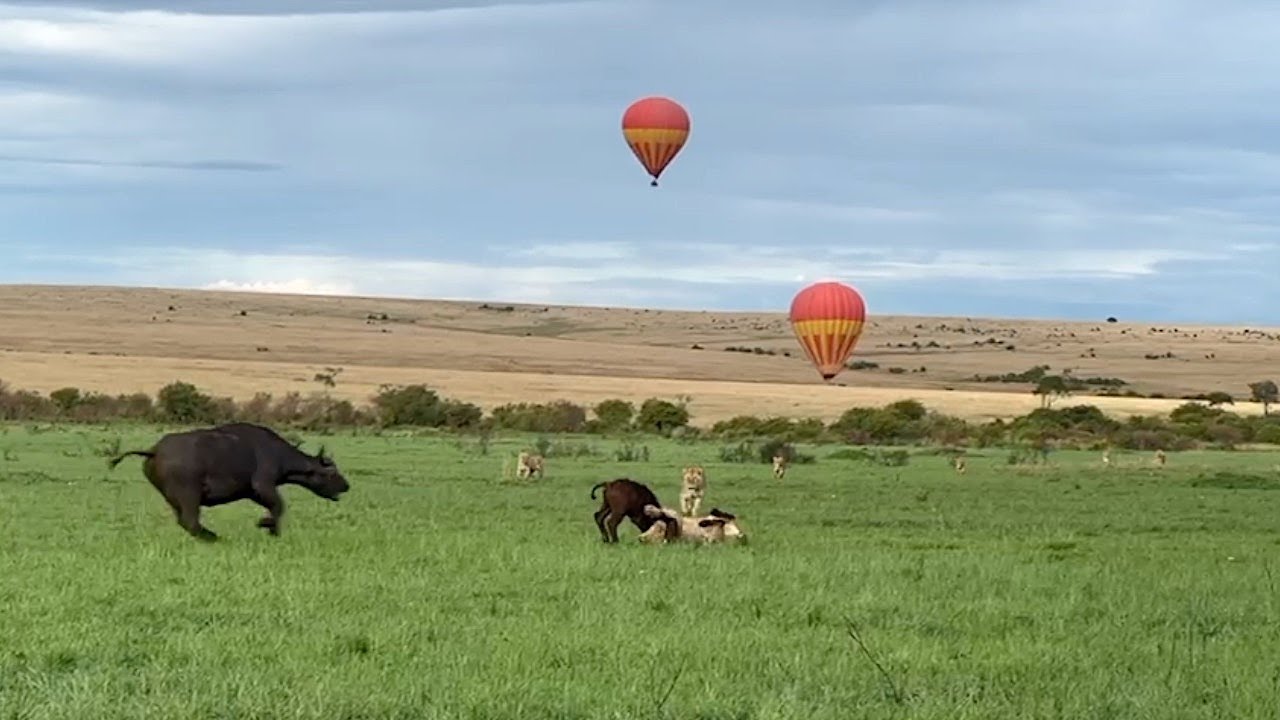 Absolutely furious buffalo mother rushes back to rescue her calf
