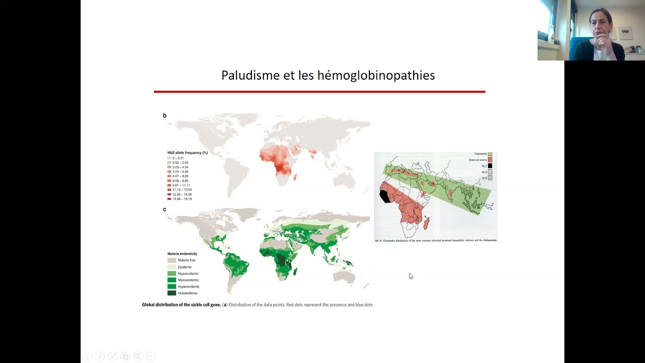 Phase Socle  : Hémoglobinopathies