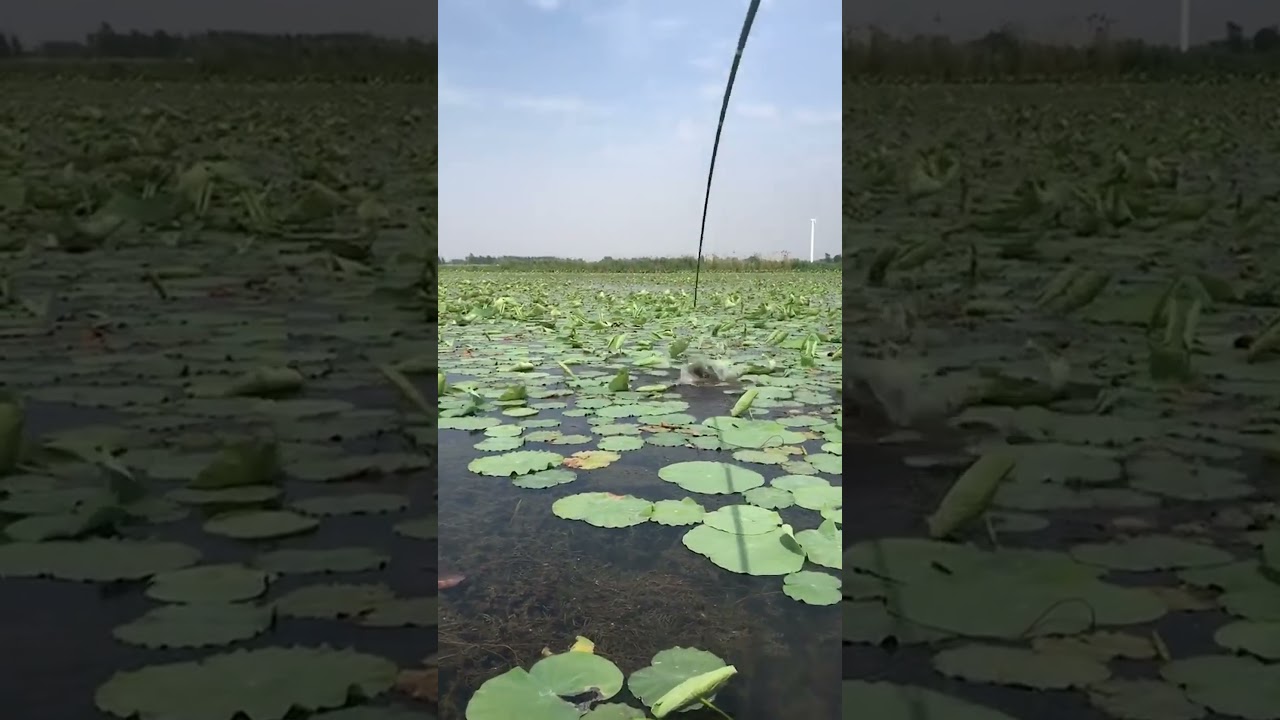 Catching a Giant Snakehead with a Frog Lure!