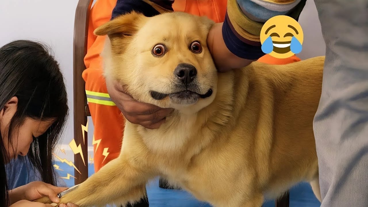 I Can’t Believe These Dogs Are Still This Funny 😂 Best Funny Dog Videos of 2026 🐶