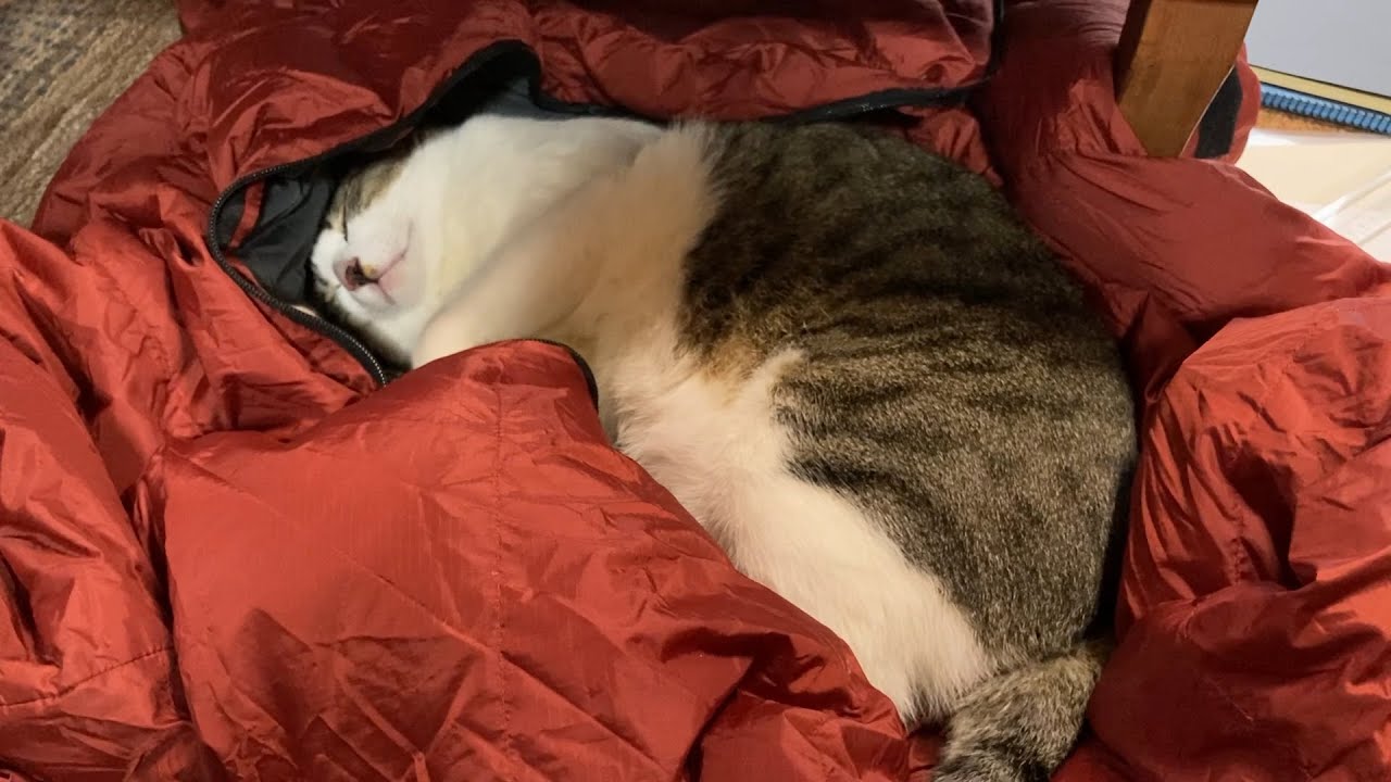 寝袋の中のおくらちゃん