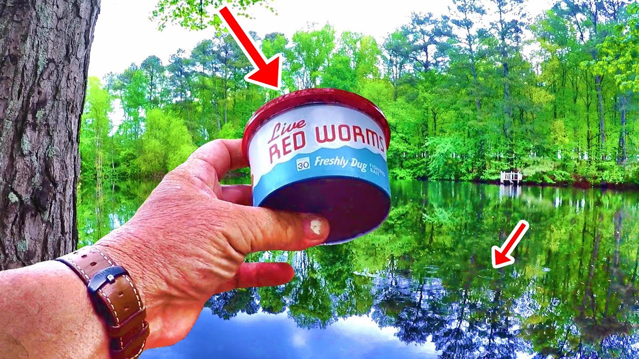 If You Like To Eat Bluegill This Simple Setup Is All You Need