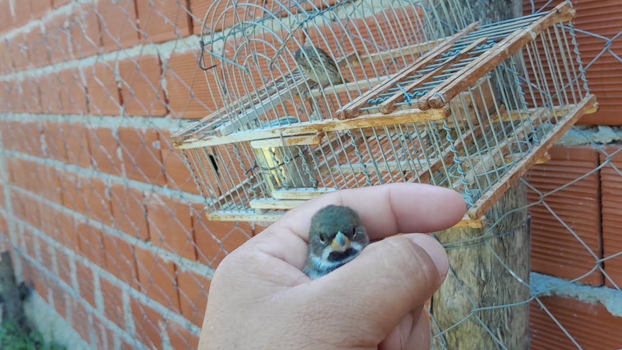 Video nuevo 🔥 🙌  captura de corbatita macho  con el jilguero