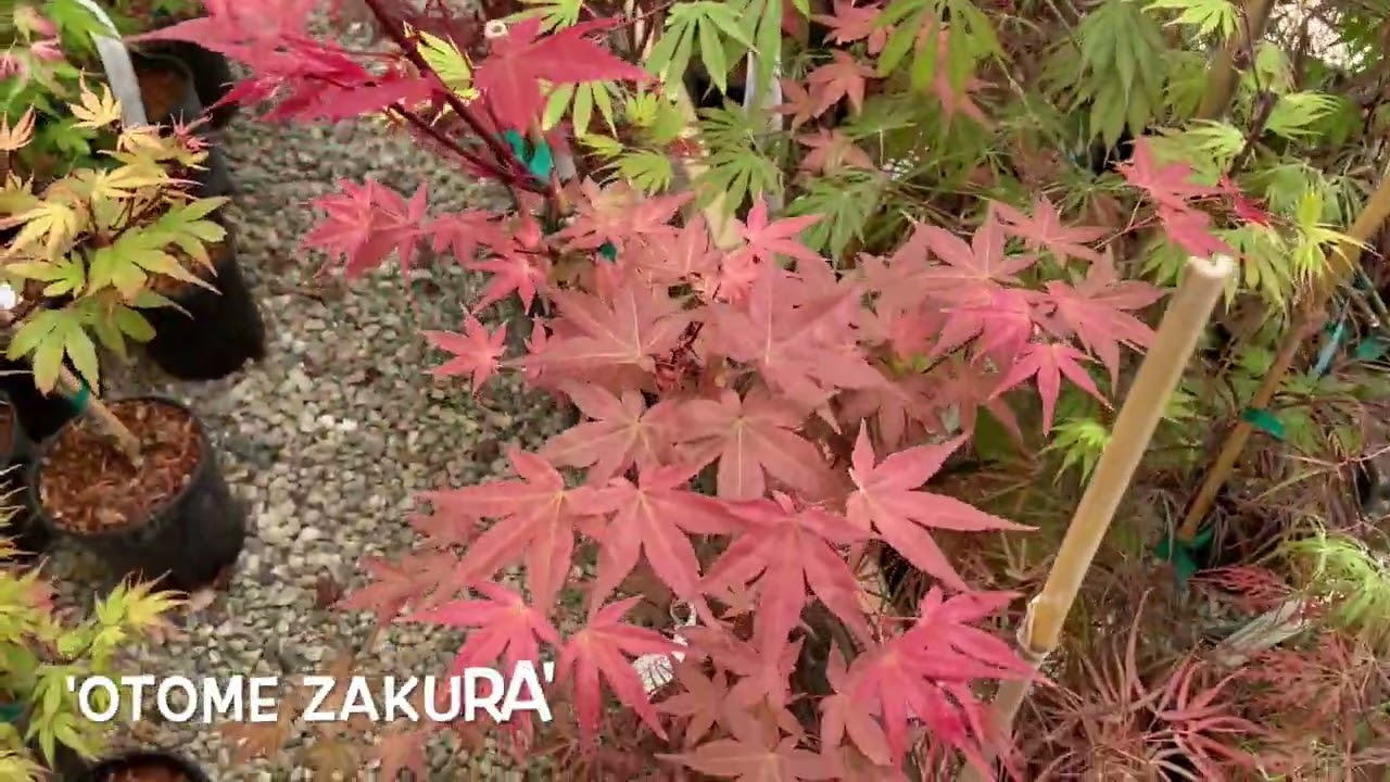 Episode 134: Simply Japanese Maples Spring Tour