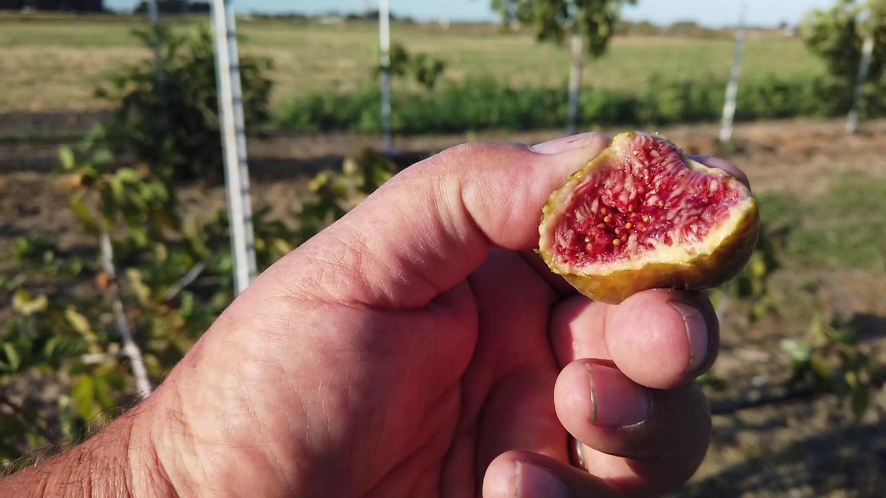 Green Ischia Fig