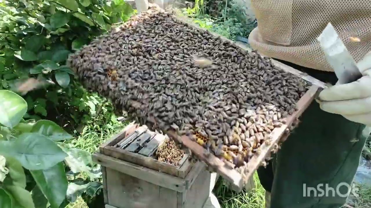 Đầu vụ hoa không biết cách làm này ong chia đàn hết 