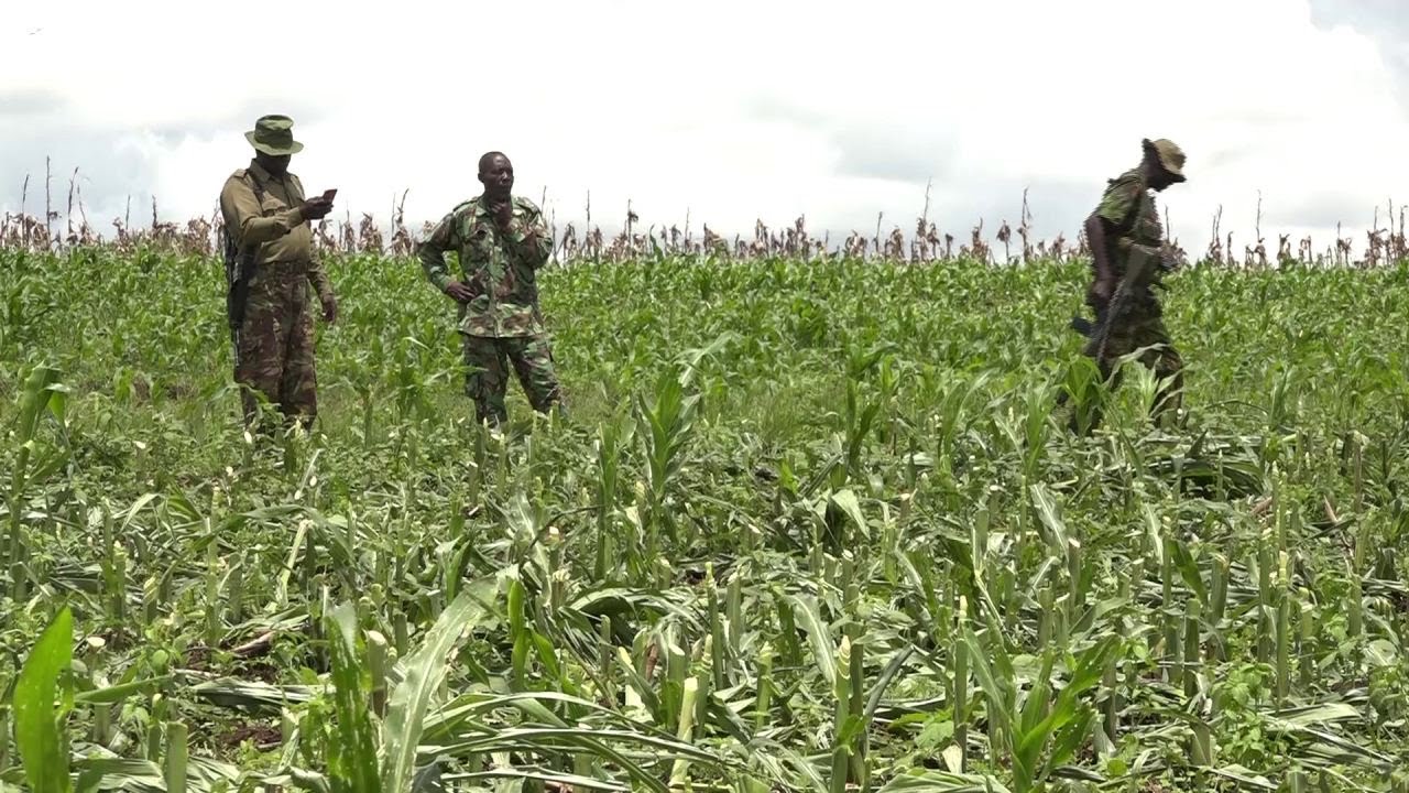 WAR ERUPTED IN NAROK ANAGTI BARRIKOI AS RESIDENTS FIGHTS OVER BORDER DESTROYING ACRES OF MAIZE