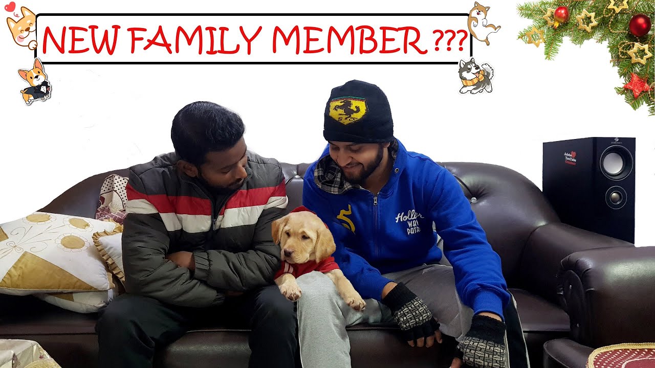 is she really cute ? Our New Labrador Puppy