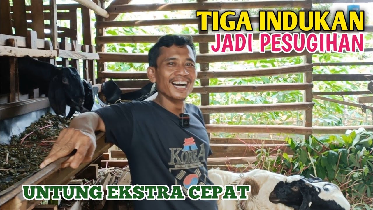 Punya Tiga indukan Penopang Sukses Dengan Cepat Peternak ini Bikin iri Orang Lain
