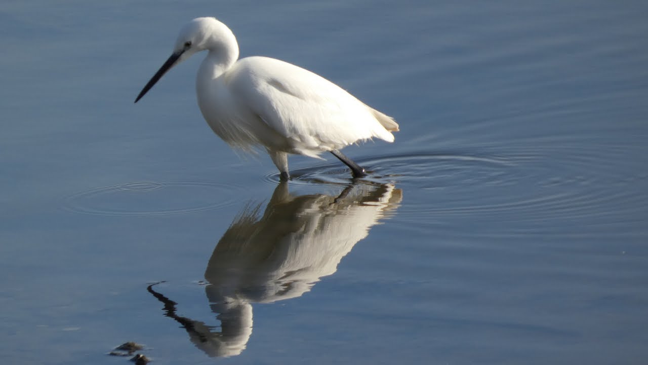 Little Egret doing a bit of feet shuffling in order to catch small fish. Bull Island, Dublin