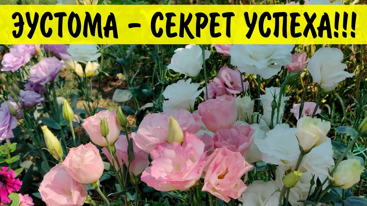 Эустома от А до Я - подробная инструкция по выращиванию эустомы! Всё про уход!
