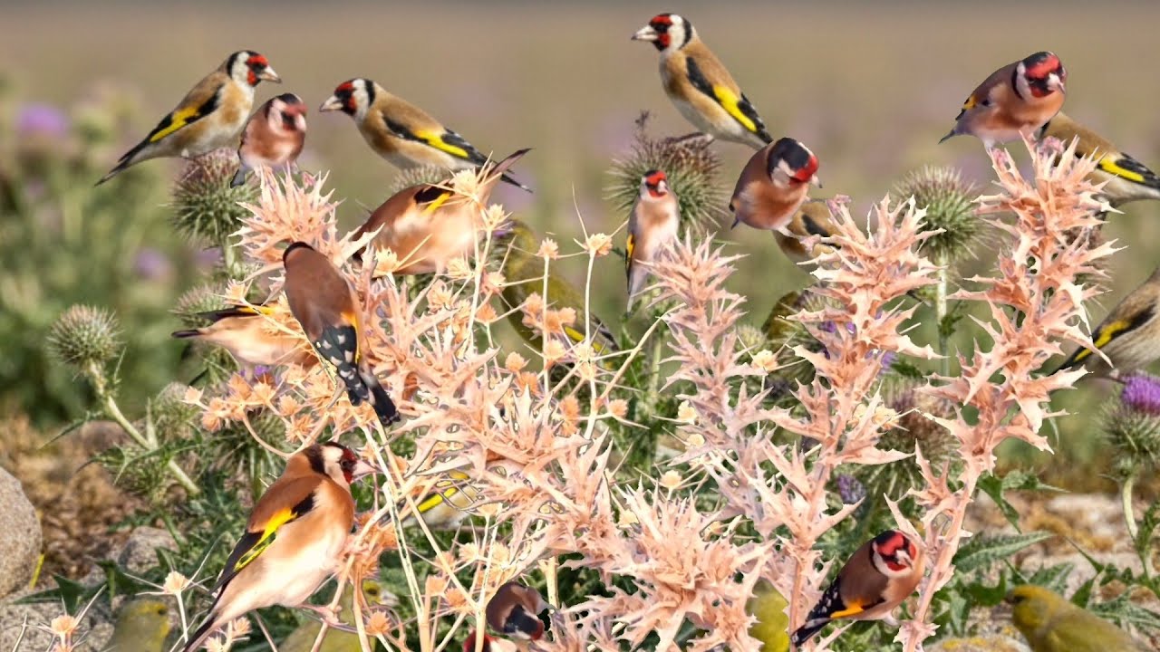 بتبتة الحسون تحفيز الحسون على التغريد والهيجان علاج صمت الحسون goldfinch stimulation #birds 
