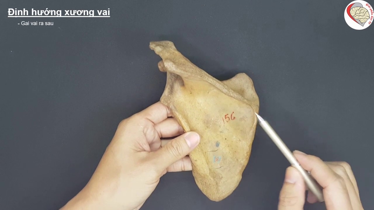 Đặc điểm giải phẫu của xương vai