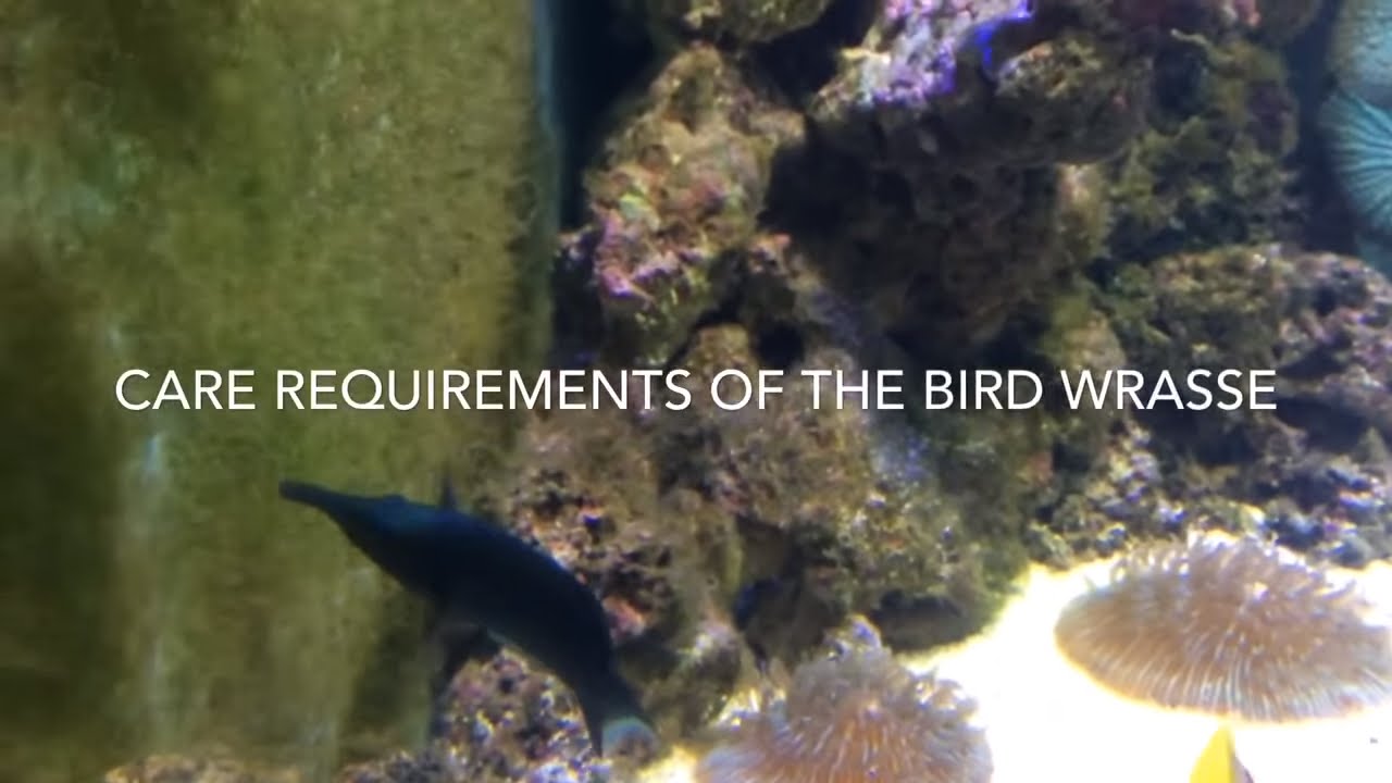 Bird wrasse care (Gomphosus varius)