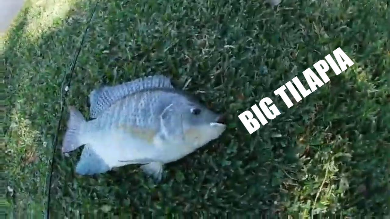 FLY FISHING FOR TILAPIA | FT. MR. ALLIGATOR