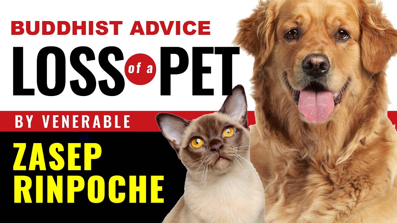 Loss of a pet: Buddhist Advice and Comforting Practices from Venerable Zasep Rinpoche