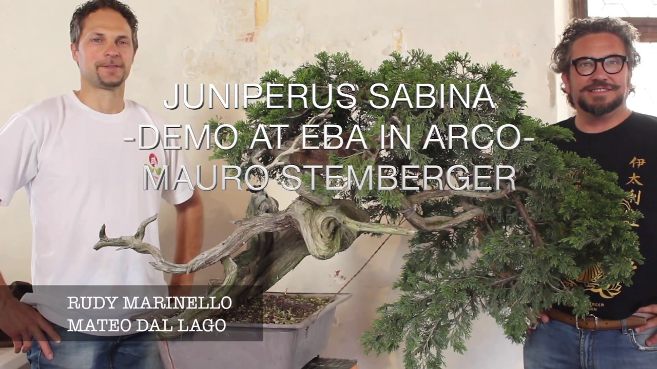 SABINA JUNIPER