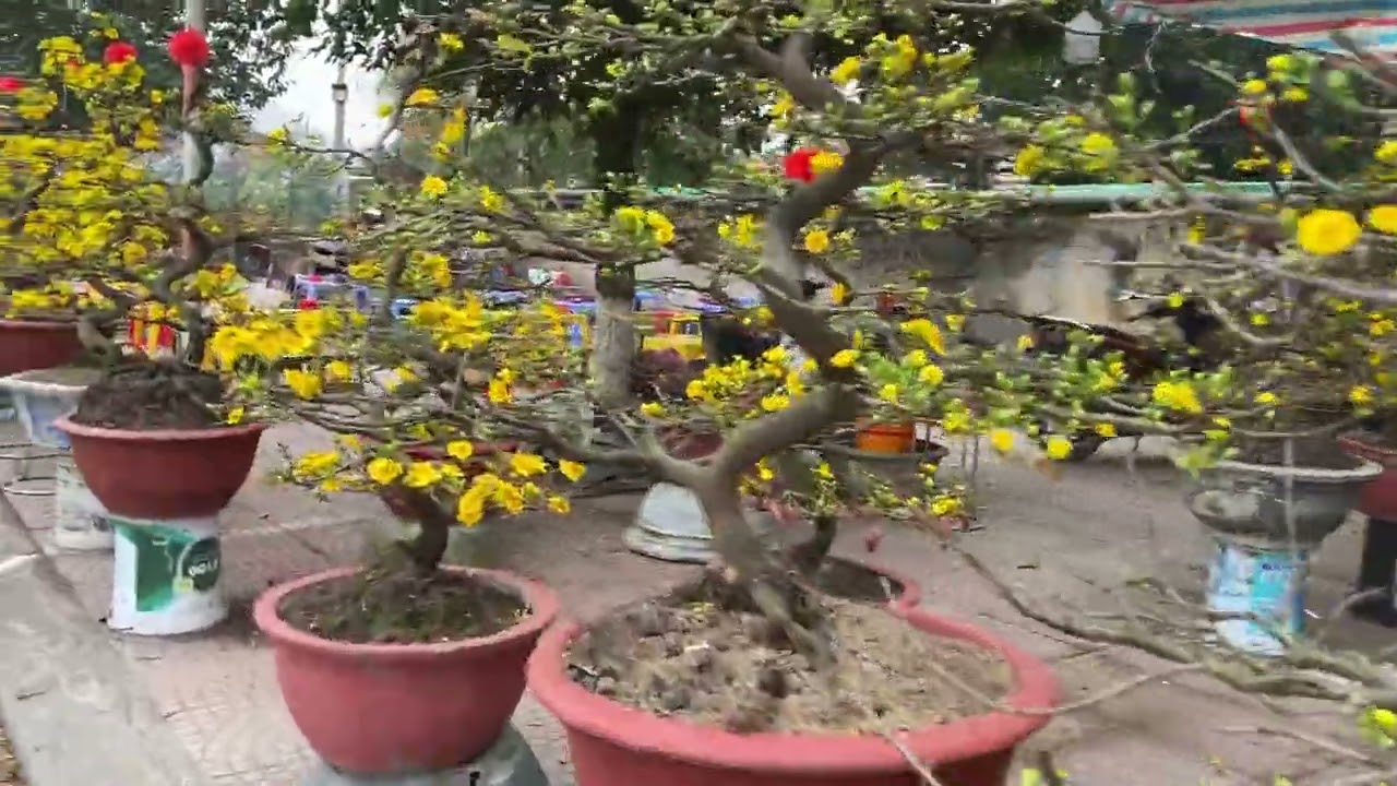 Chợ Hoa Đào Quất Ngày Tết Ở thị Trấn Từ Sơn Bắc Ninh 