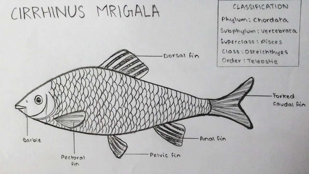 Cirrhinus mrigala diagram || how to draw cirrhinus mrigala fish