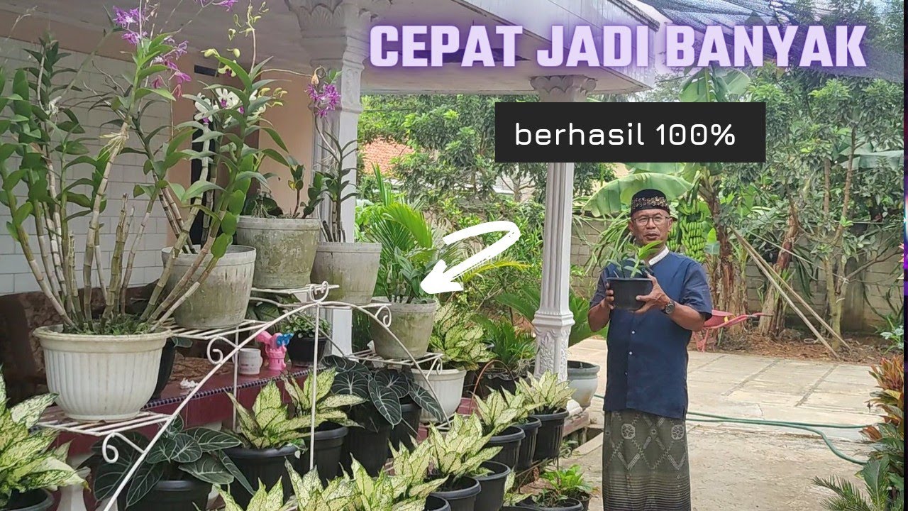 CARA PERBANYAK ANGGREK DENGAN STEK, PASTI BERHASIL.