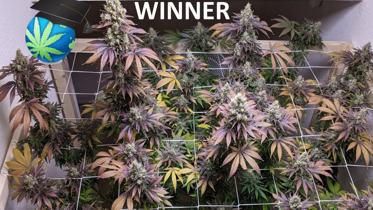 Lex&rsquo;s Grow-Off 2020 WINNER, Finalists Slide Show & Early Durban Journal Last Look