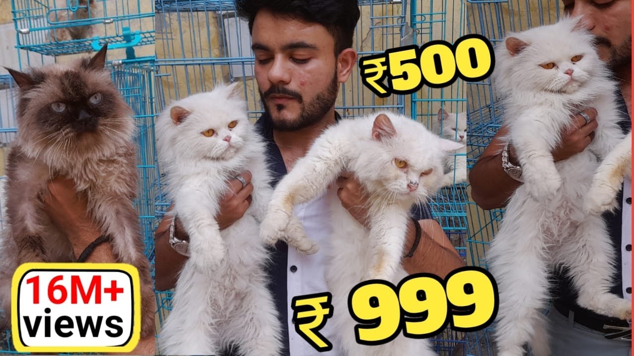 Persian kittens cat market in Delhi 2023 | cat market Delhi #catmarketdelhi #parsiankittenssale2023