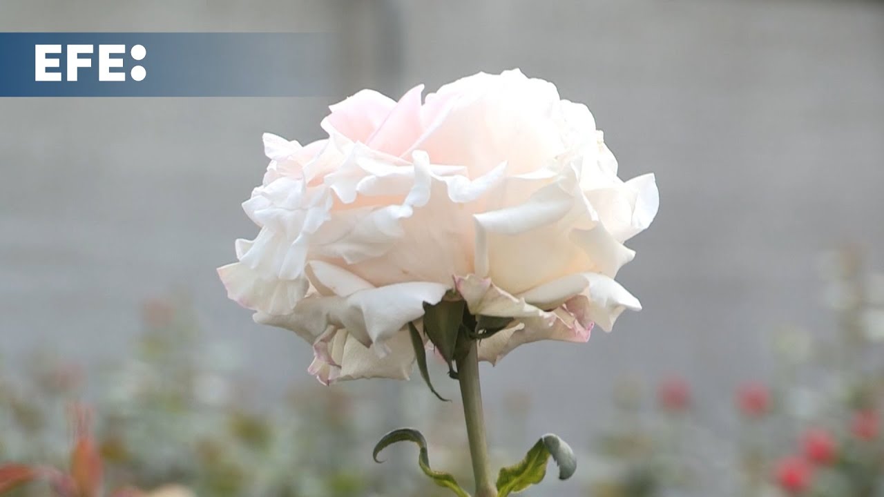 Las rosas ecuatorianas son las protagonistas en la exportación de flores para San Valentín