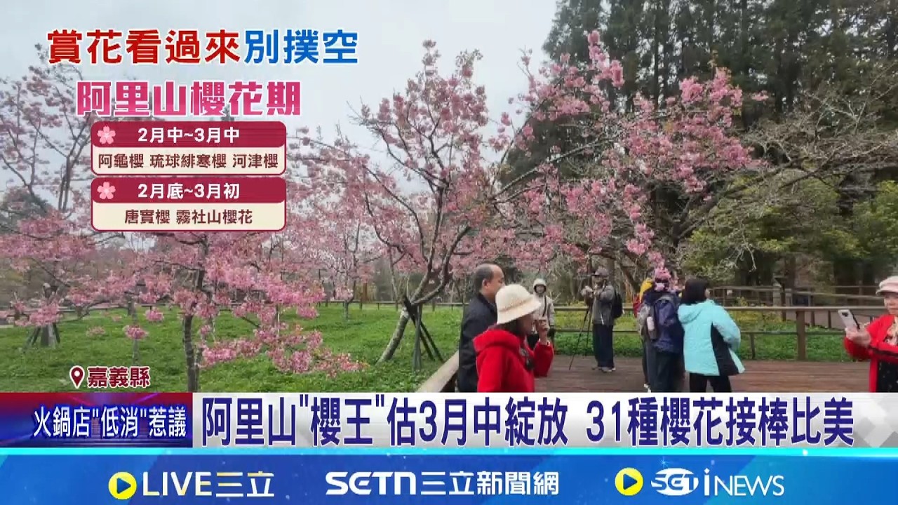阿里山花季開跑! 31種櫻花爭奇鬥艷接續綻放  遏止空車亂象! 小火車改網路訂票即付款機制｜三立新聞網 SETN.com
