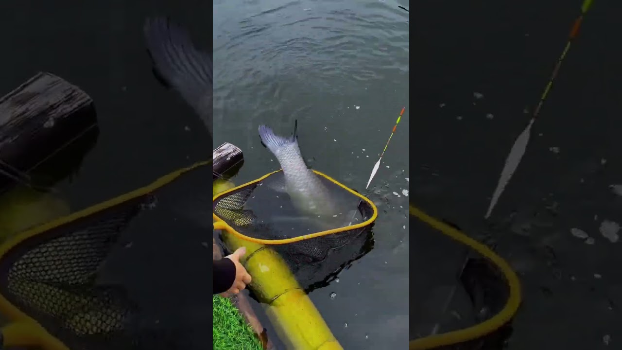 super big carp #fishingvideo #fishing #cauca #bassfishing #cauluc #outdoors #carpfishing #c&acirc;u