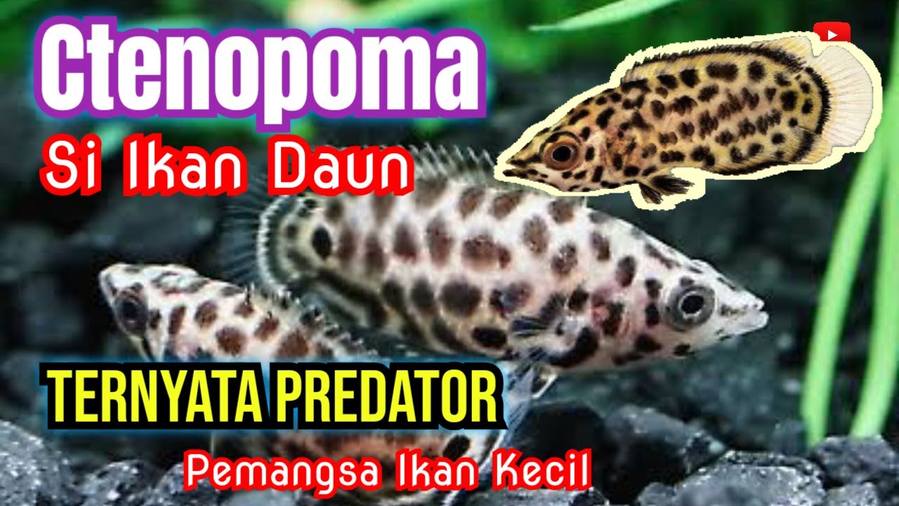 Merawat dan Mengembang biakan Ikan Ctenopoma si Ikan Daun
