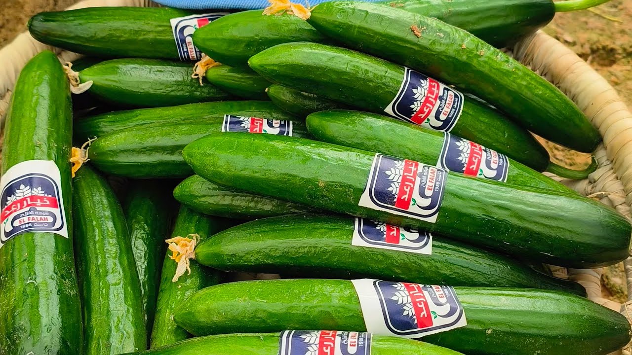 خيار رعد شركة الفلاح