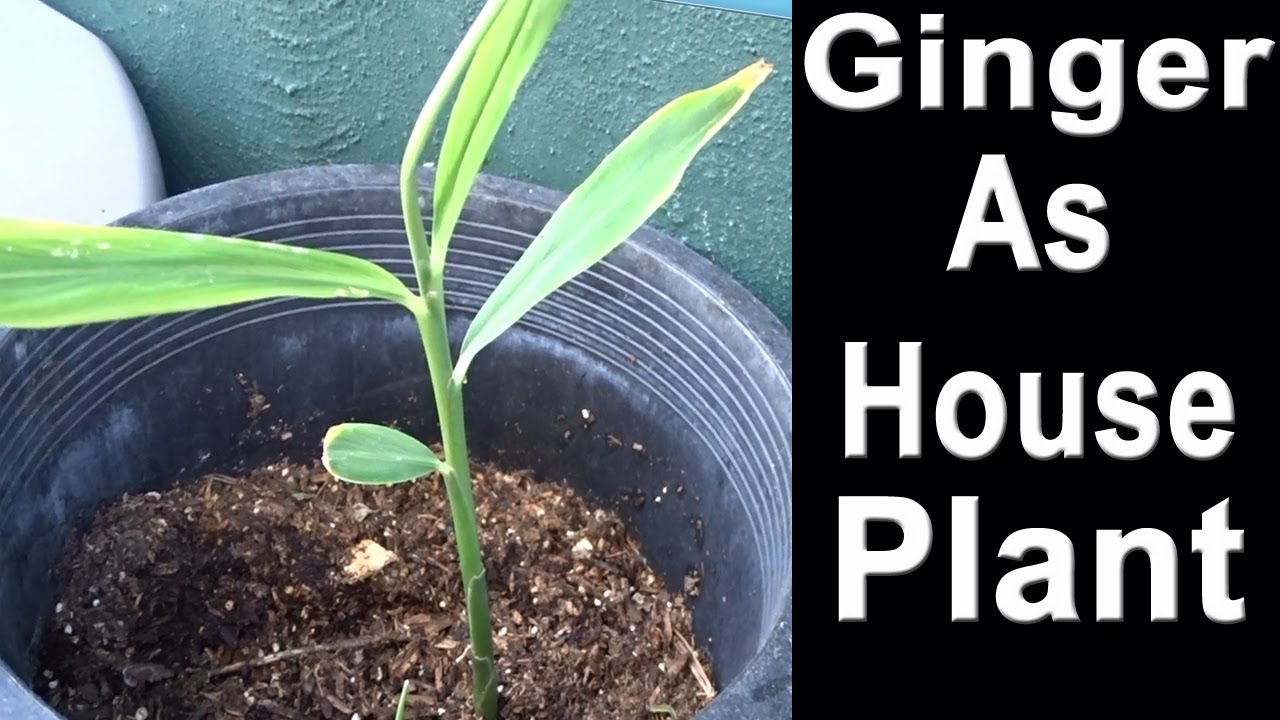 How To Grow GINGER Indoors as Houseplant TIPS Sprouted from Store Bought-Container Gardening Harvest