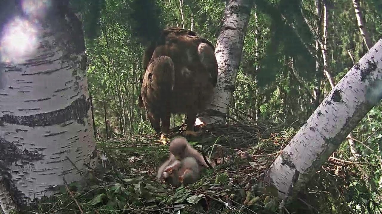 Konnakotkas3 ~#2 gets bad attacks from the older chick~4:01 PM 2019/06/19