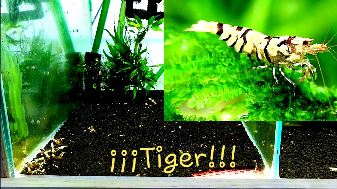 Genetica caridinas / Tiger / Capitulo 3