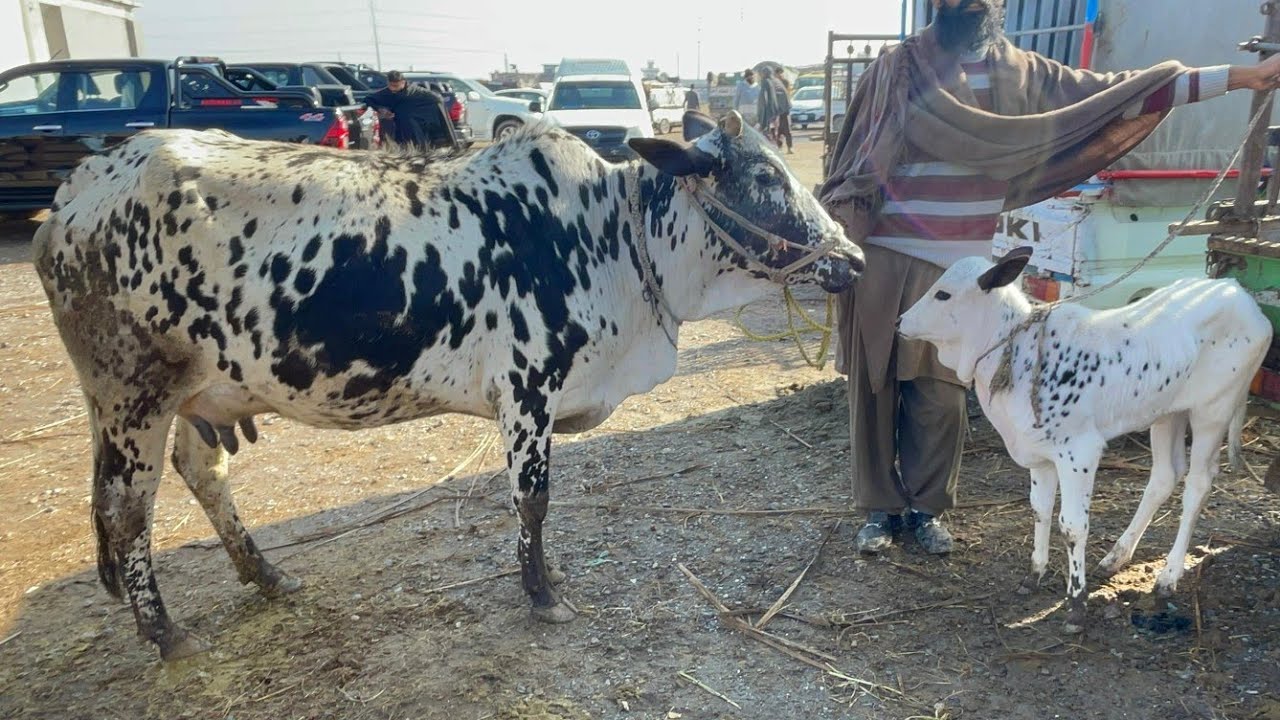 Fateh jangi Dasi cow rate with baby mandra mandi today 2026 latest update ll domail mandi jamil tv