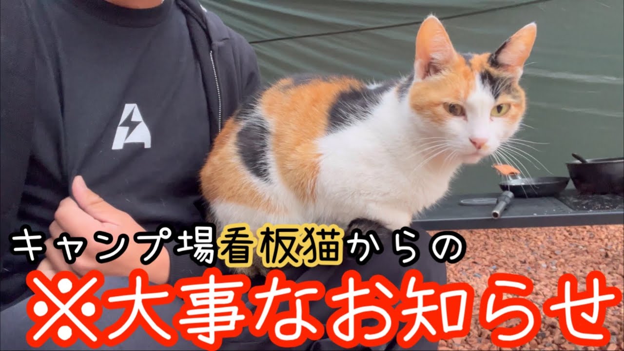 キャンプ場で出会った看板猫！今後どうする！？【火打の森キャンプ場】