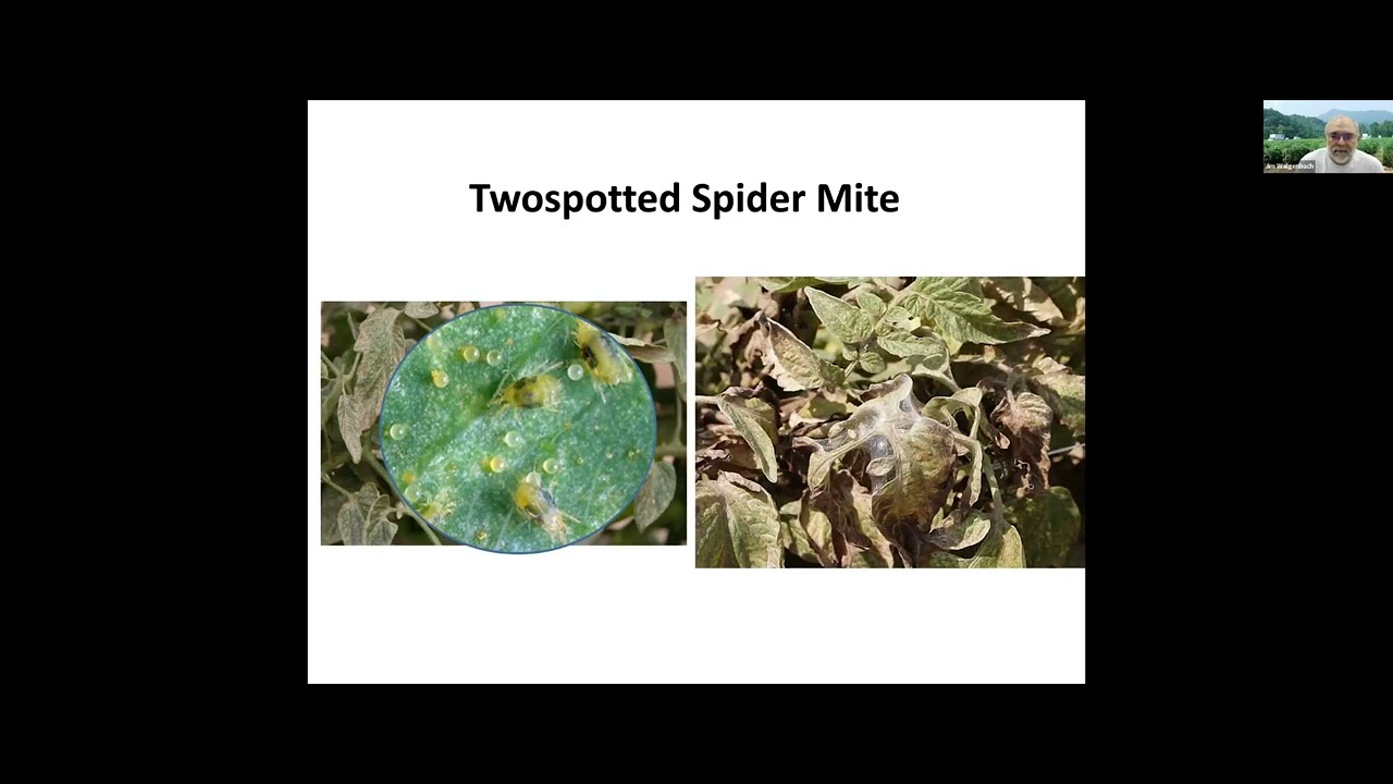 How to Manage Spider Mites in Tomatoes with Predatory Mites