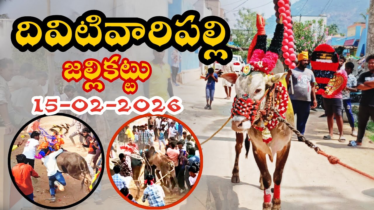 దివిటివారిపల్లి పశువుల పండుగ 🔥 Divitivaripalli Jallikattu 💥 15/02/2026 | మహా శివరాత్రి Special 🔱🤩 | 