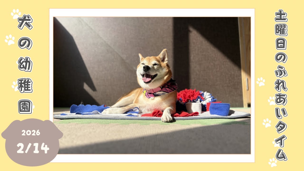【犬の幼稚園】わんわんようちえん　土曜日のふれあいタイム