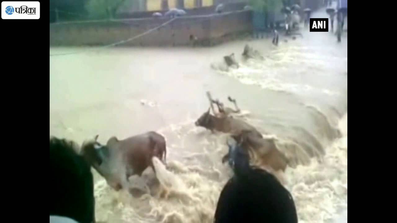 Watch Video: Cattle Drowning in Flood Water in Madhya Pradesh