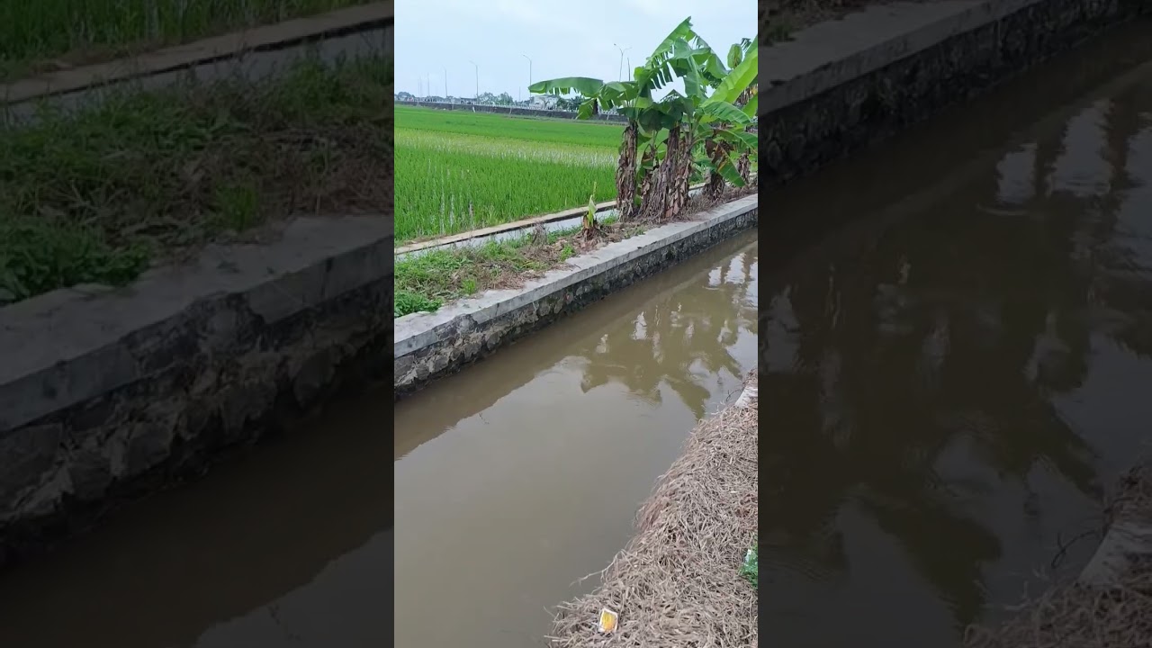 suasana pedesaan di persawahan#nature #village #natural #trendingkan