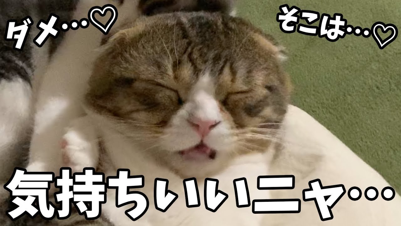 子猫に耳を舐められ続けた結果…【パパ猫・子猫】
